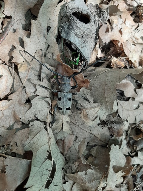 Morimus asper funereus - gyászcincér