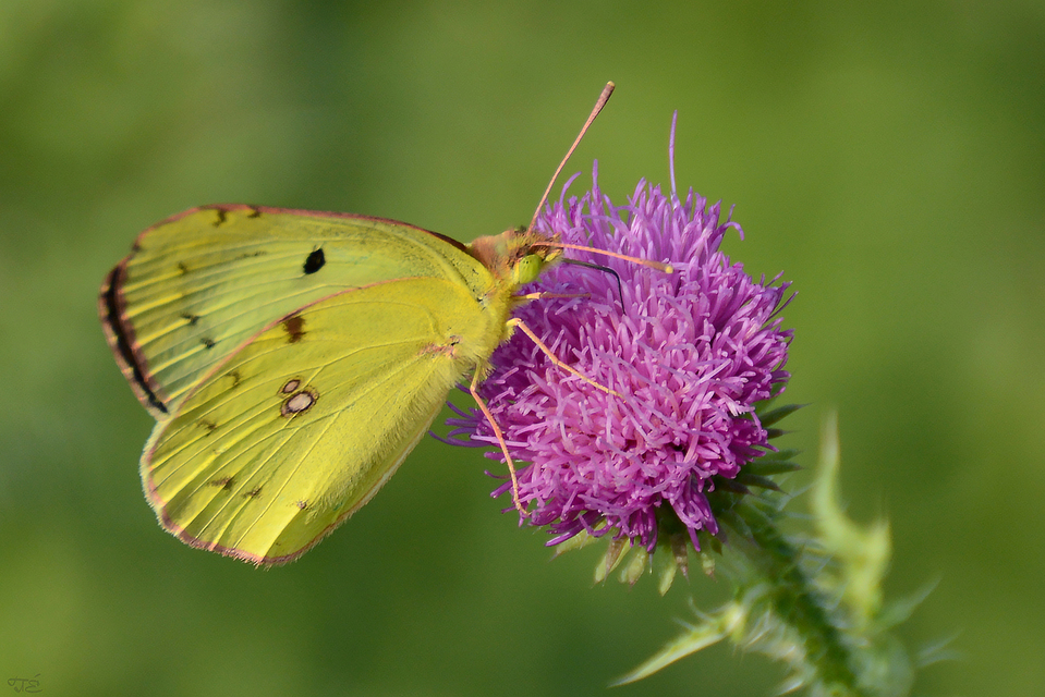 Colias
