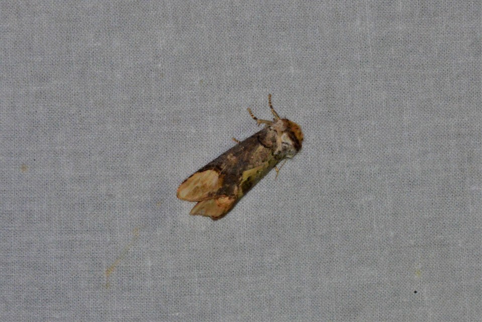 Phalera bucephala - sárgafoltos púposszövő