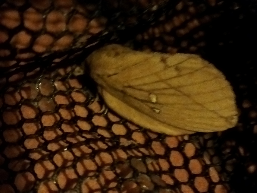 Euthrix potatoria - szomjas pohók