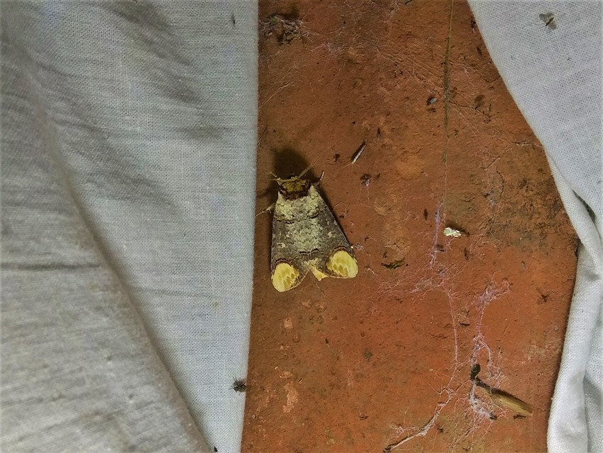 Phalera bucephala - sárgafoltos púposszövő