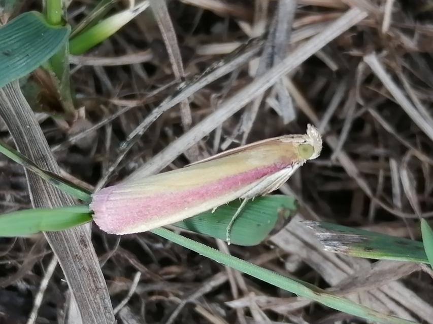 Oncocera semirubella - lucernamoly