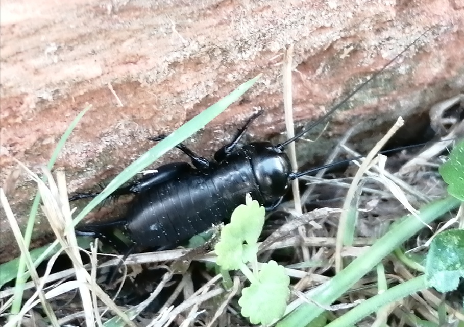 Gryllus campestris - mezei tücsök