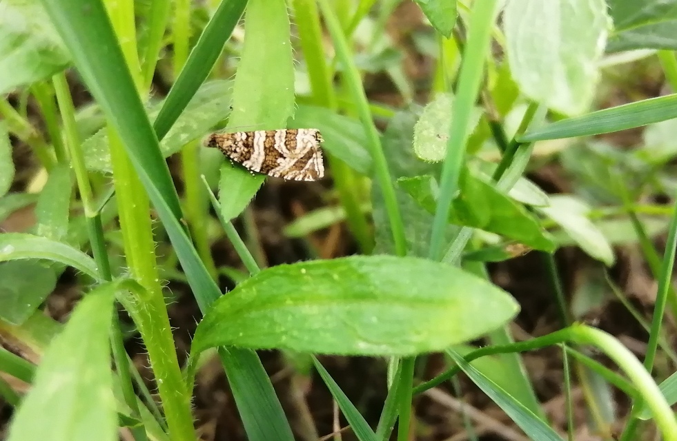 Celypha rivulana - dudvasodró tükrösmoly