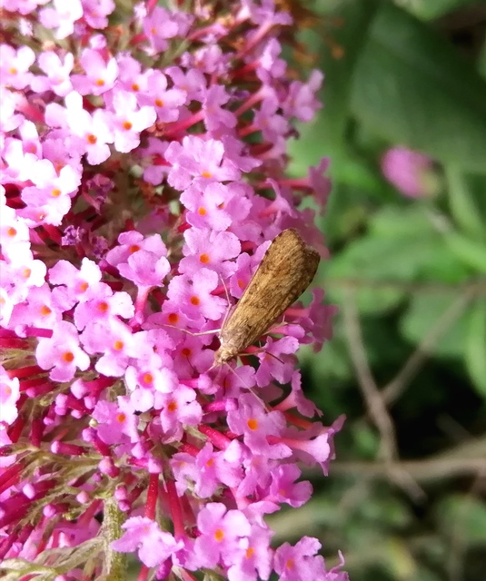 Nomophila noctuella - közönséges vándormoly