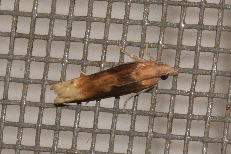 Eucosma flavispecula - imola-tükrösmoly