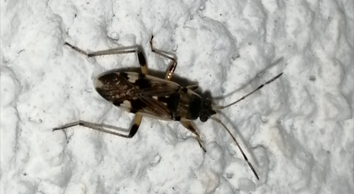 Beosus maritimus - homoki bodobács