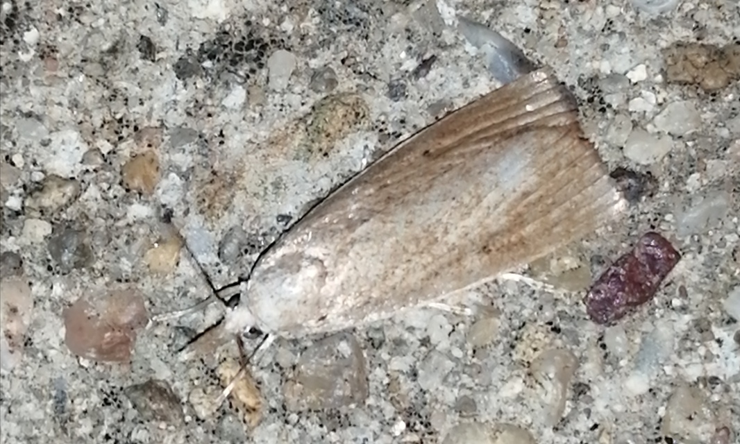 Calamotropha paludella - barna nádlevélmoly