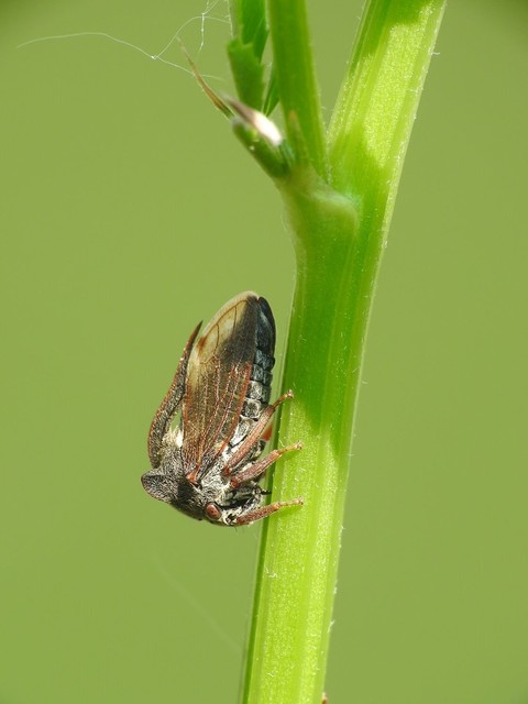 Centrotus cornutus - szarvaskabóca