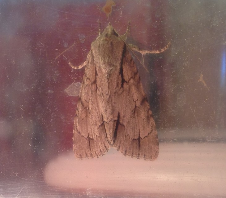 Acronicta cuspis/tridens/psi