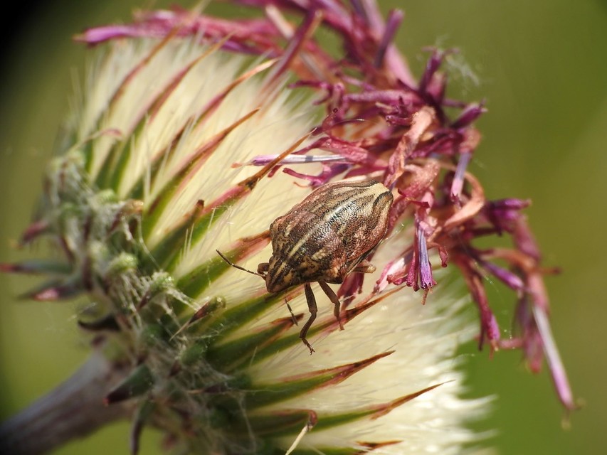 Odontotarsus purpureolineatus - tarka pajzsospoloska