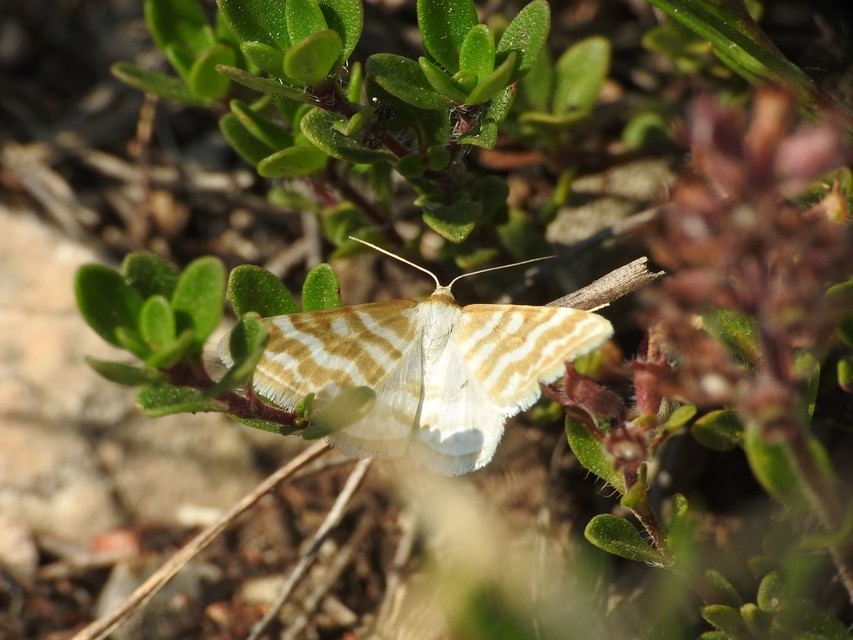 Idaea sericeata - selymes sávosaraszoló