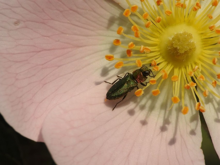 Anthaxia nitidula - ragyogó virágdíszbogár