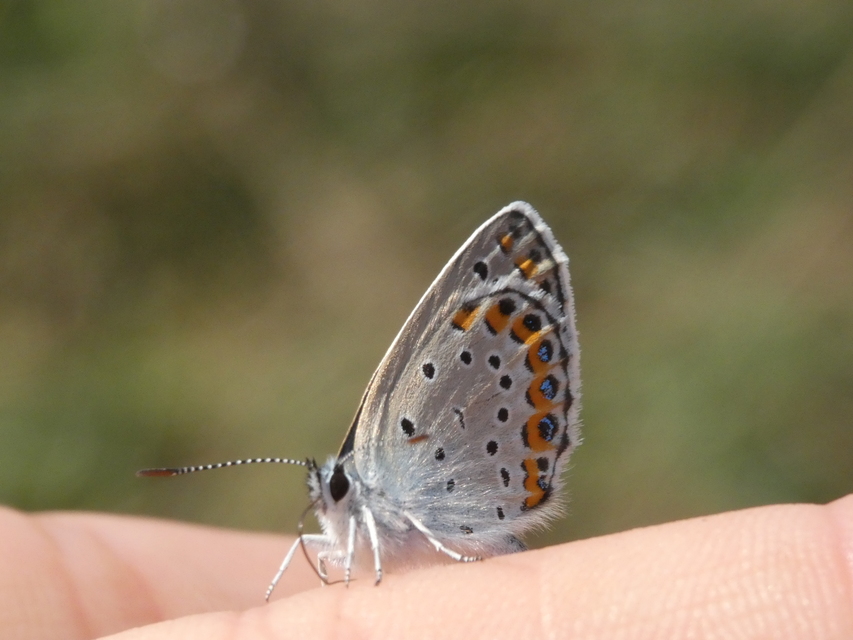 Plebejus argyrognomon - tintakék boglárka