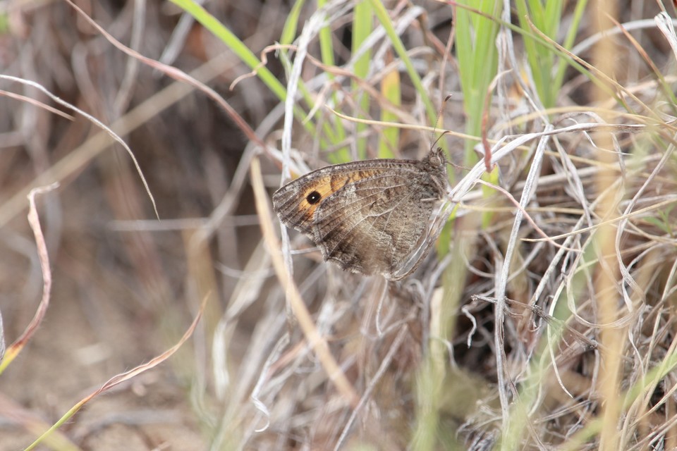 Arethusana arethusa - közönséges szemeslepke