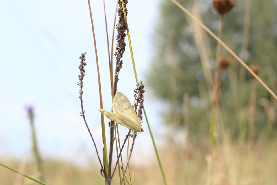 Sitochroa palealis - kénszárnyú dudvamoly