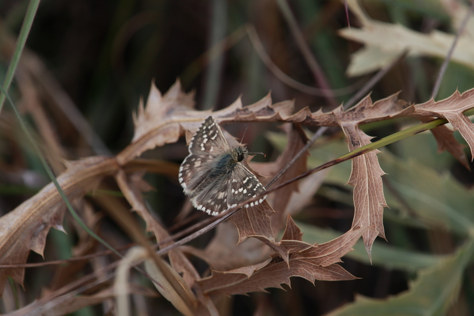 Pyrgus armoricanus - feles busalepke