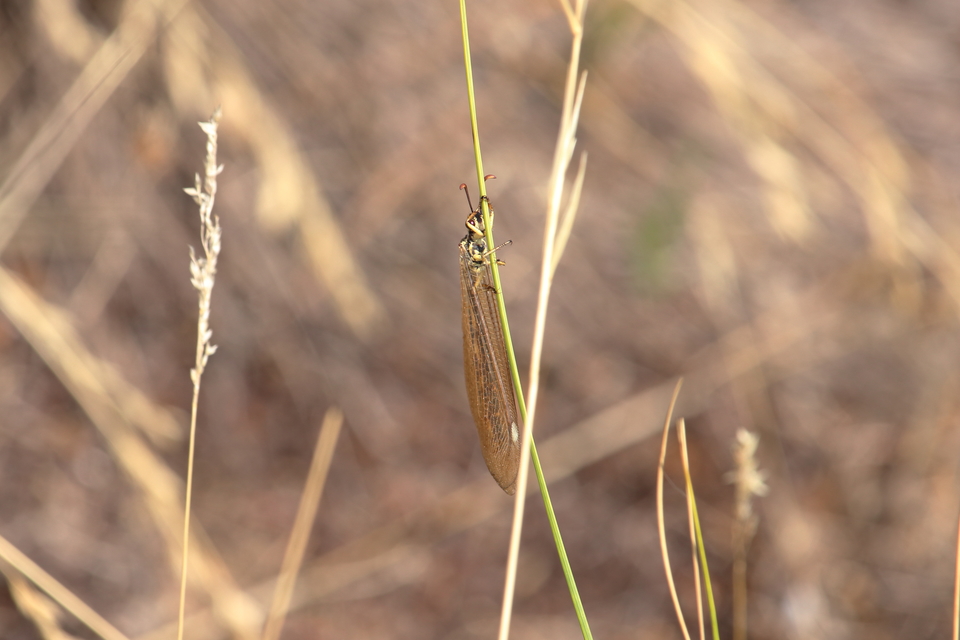 Myrmecaelurus trigrammus - hangyafarkas