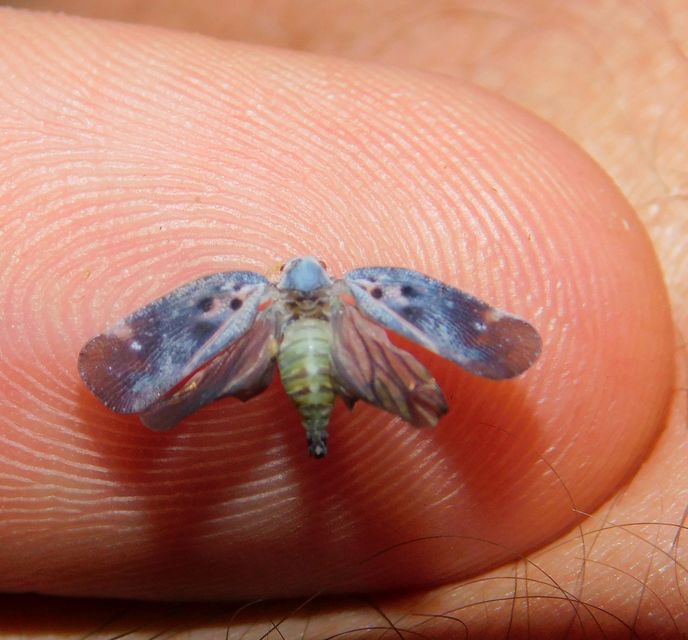 Metcalfa pruinosa - amerikai lepkekabóca