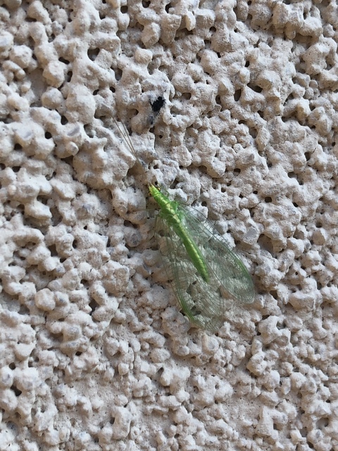 Chrysopidae - zöldfátyolkák