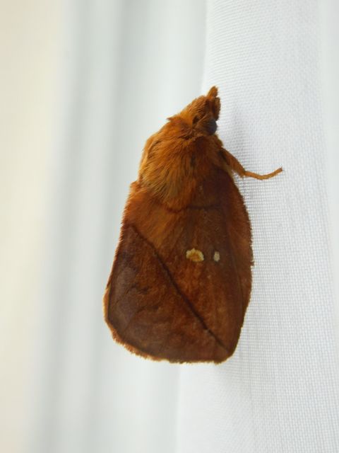Euthrix potatoria - szomjas pohók