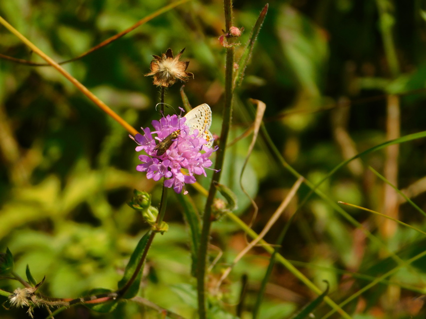 Nemophora metallica - fémszínű tőrösmoly
