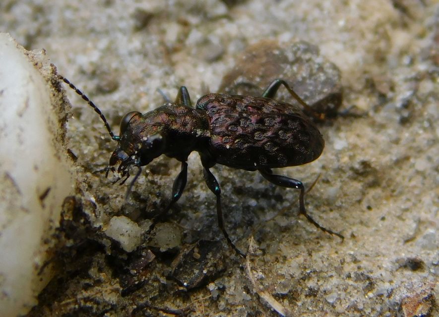 Elaphrus cupreus - rezes iszapfutó