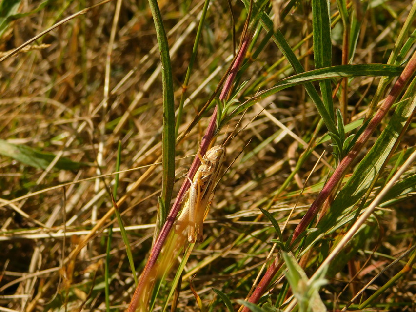 Euchorthippus declivus - rövidszárnyú rétisáska