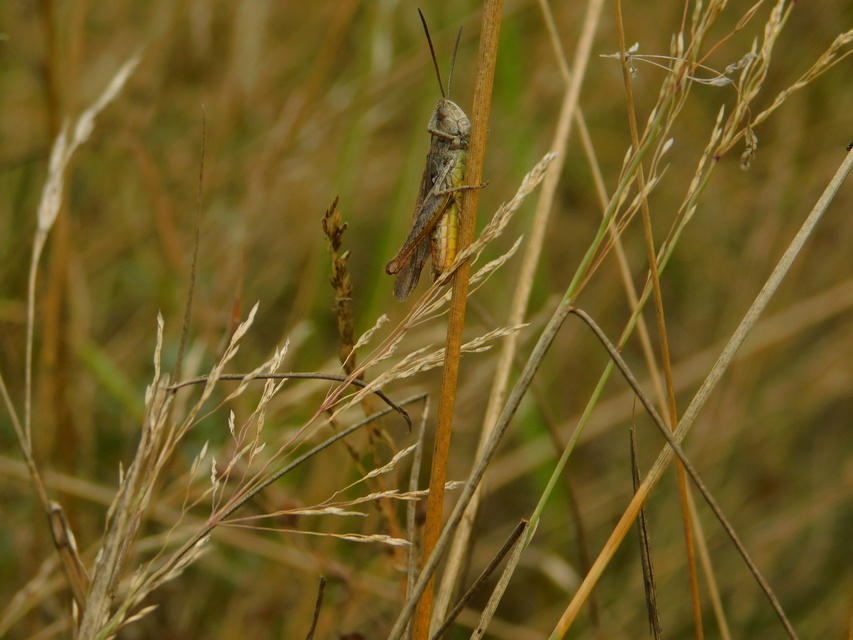 Chorthippus brunneus - közönséges tarlósáska