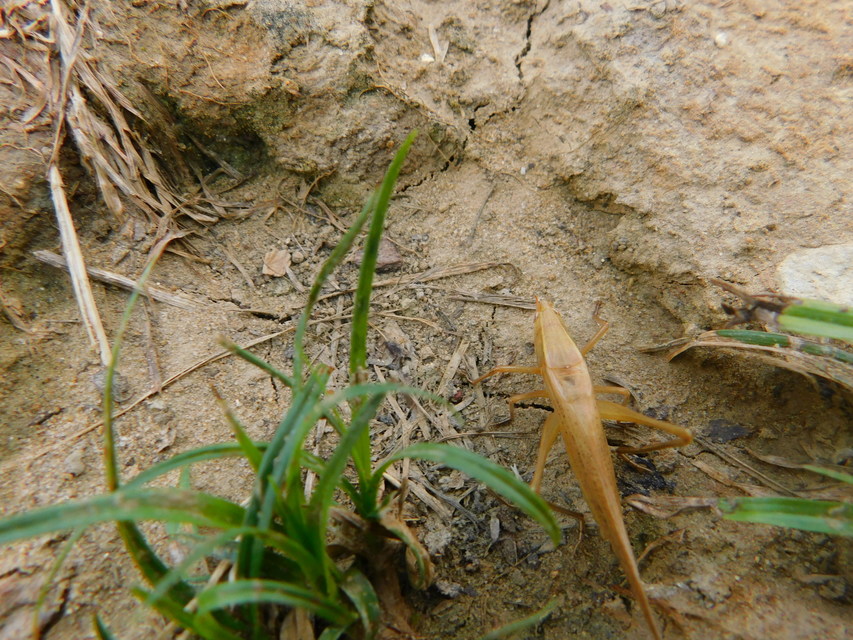 Ruspolia nitidula - nagy kúpfejűszöcske