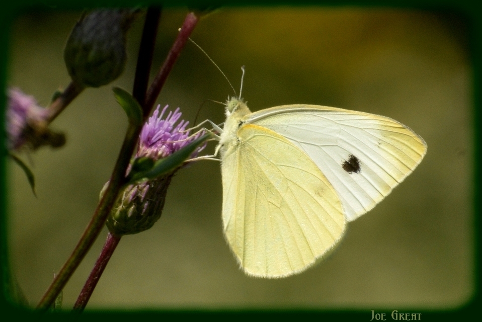 Pieris rapae - répalepke
