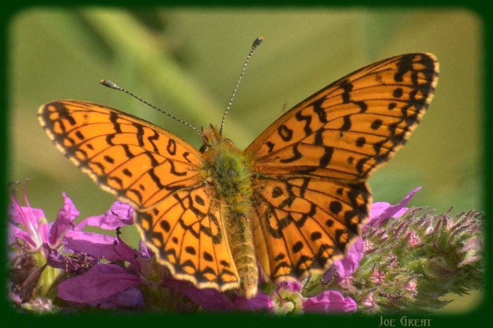 Boloria selene - fakó gyöngyházlepke