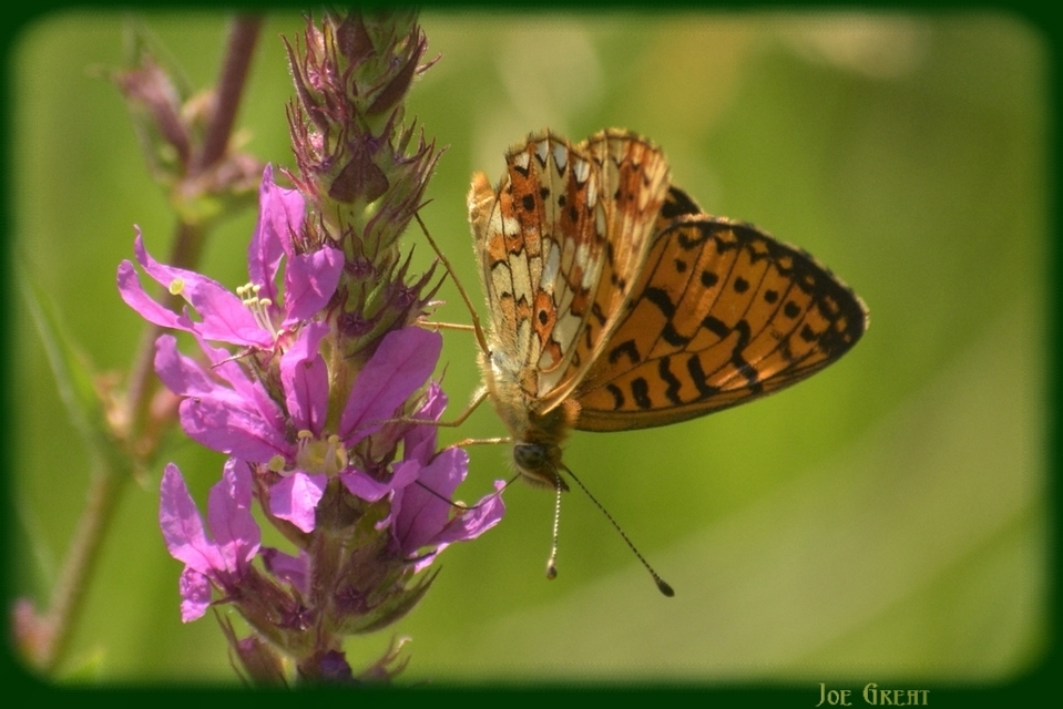 Boloria selene - fakó gyöngyházlepke