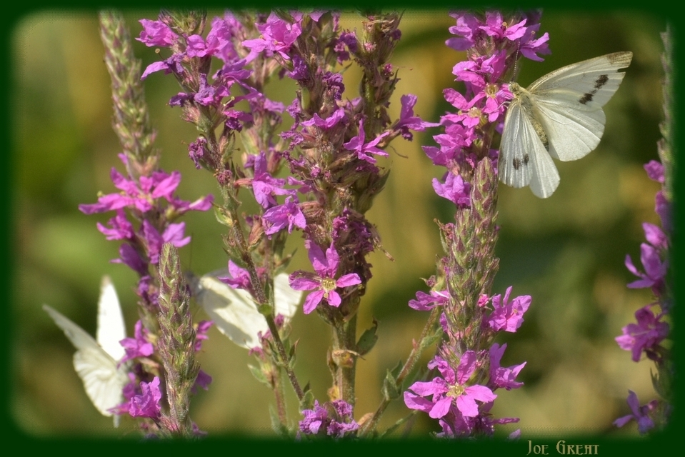 Pieris napi - repcelepke