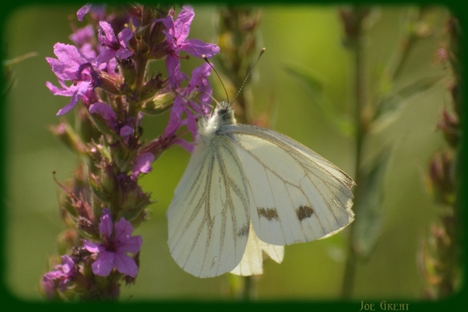 Pieris napi - repcelepke