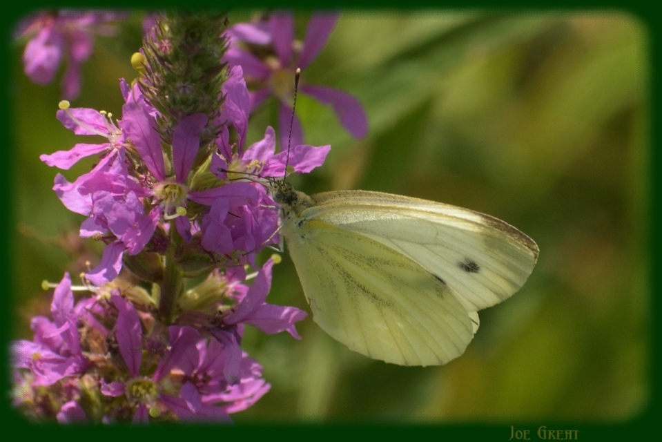 Pieris napi - repcelepke