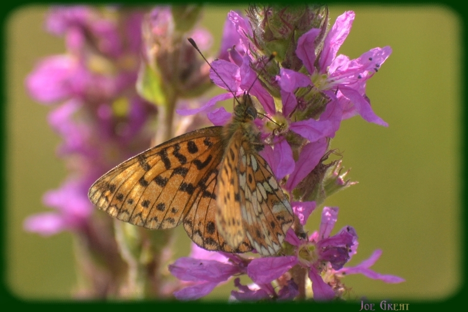 Boloria selene - fakó gyöngyházlepke