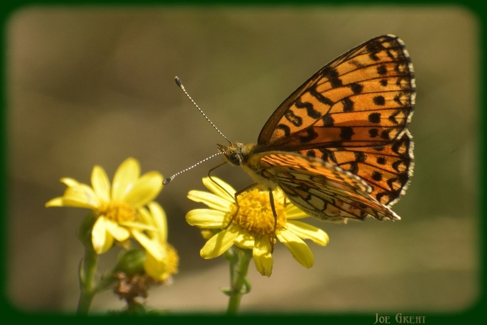 Boloria selene - fakó gyöngyházlepke
