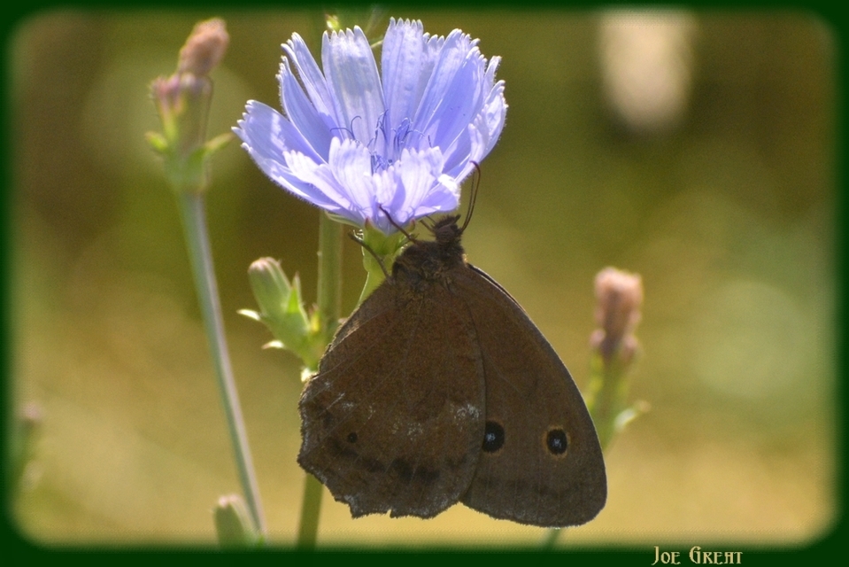 Minois dryas - fekete szemeslepke