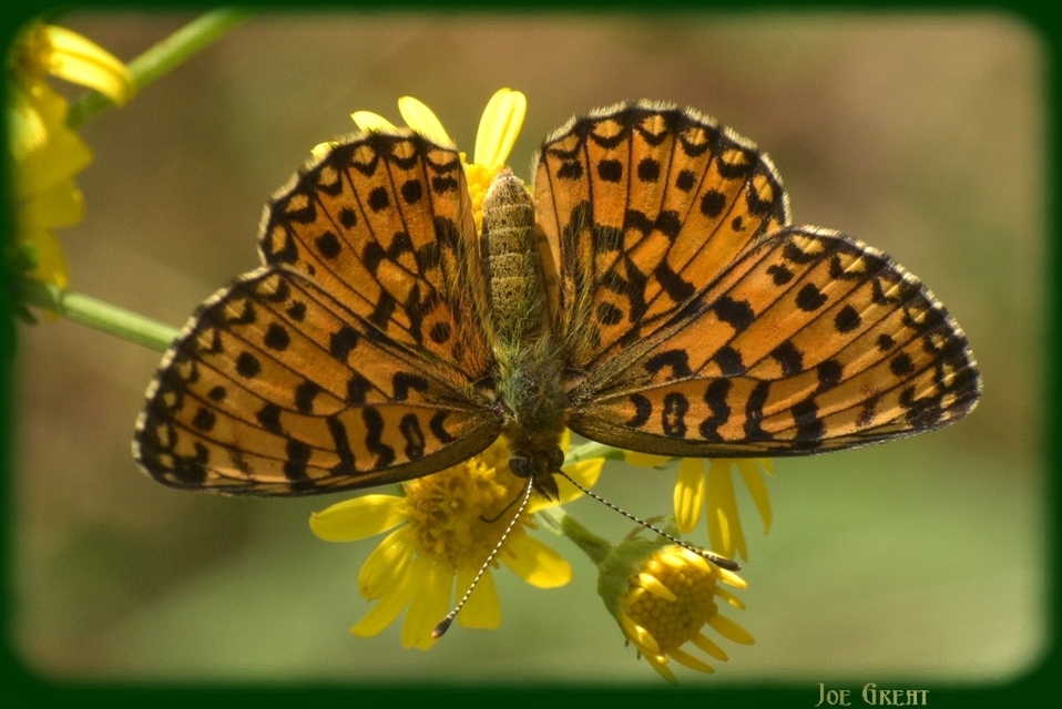 Boloria selene - fakó gyöngyházlepke