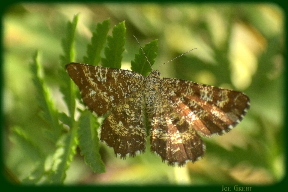 Ematurga atomaria - barna rétiaraszoló