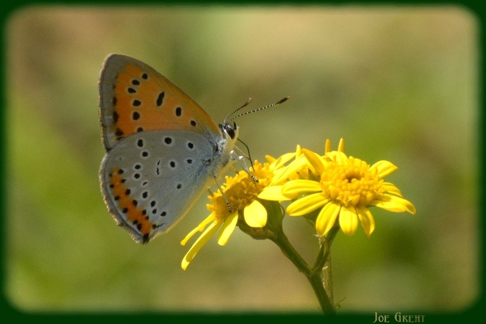 Lycaena dispar rutilus - nagy tűzlepke