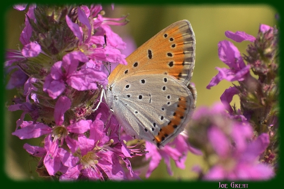 Lycaena dispar rutilus - nagy tűzlepke