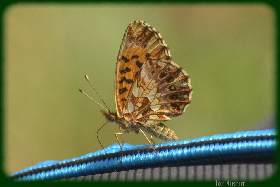Boloria dia - kis gyöngyházlepke