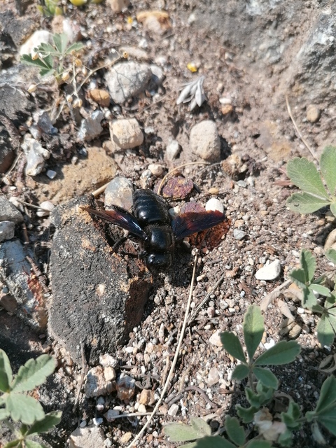 Xylocopa