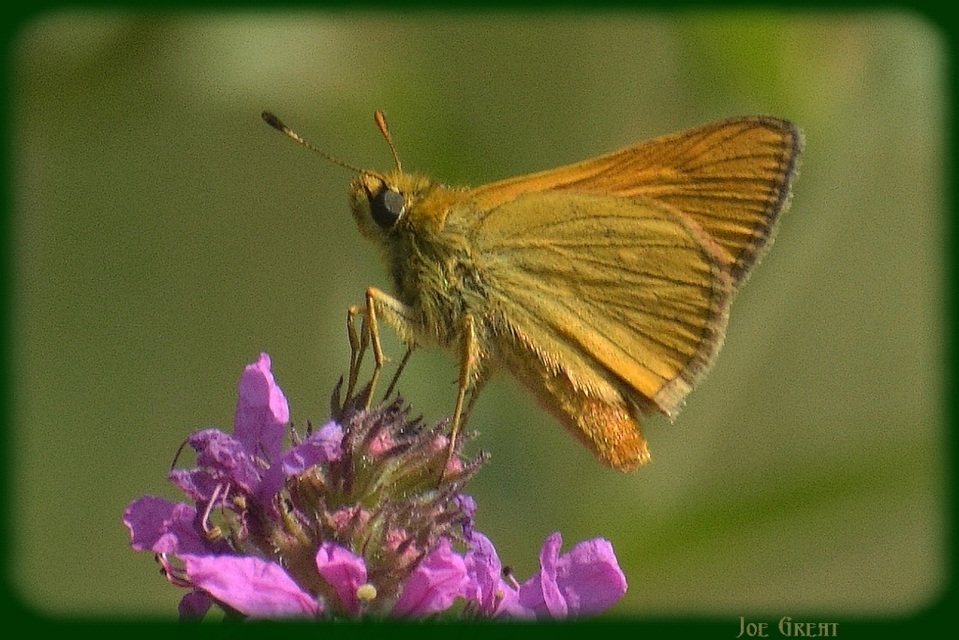 Ochlodes sylvanus - erdei busalepke