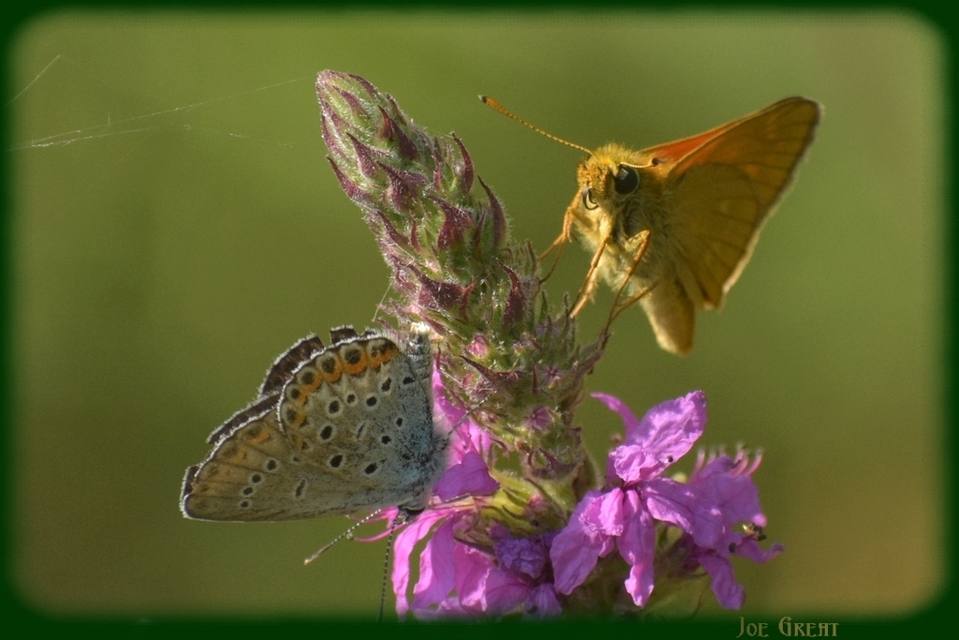 Ochlodes sylvanus - erdei busalepke