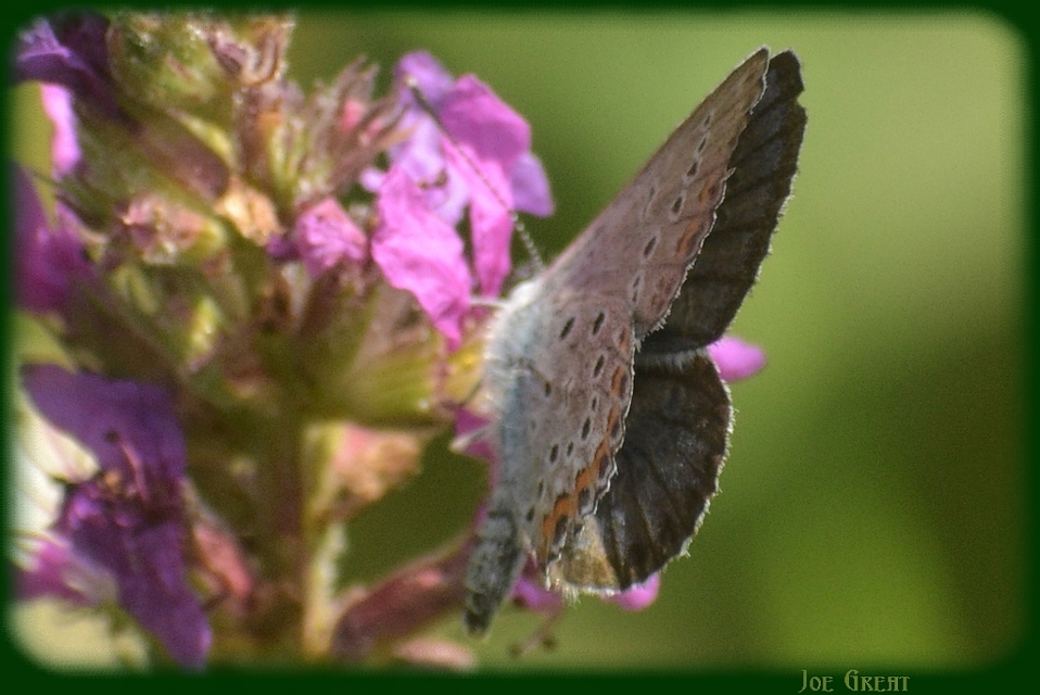 Plebejus argus - ezüstös boglárka