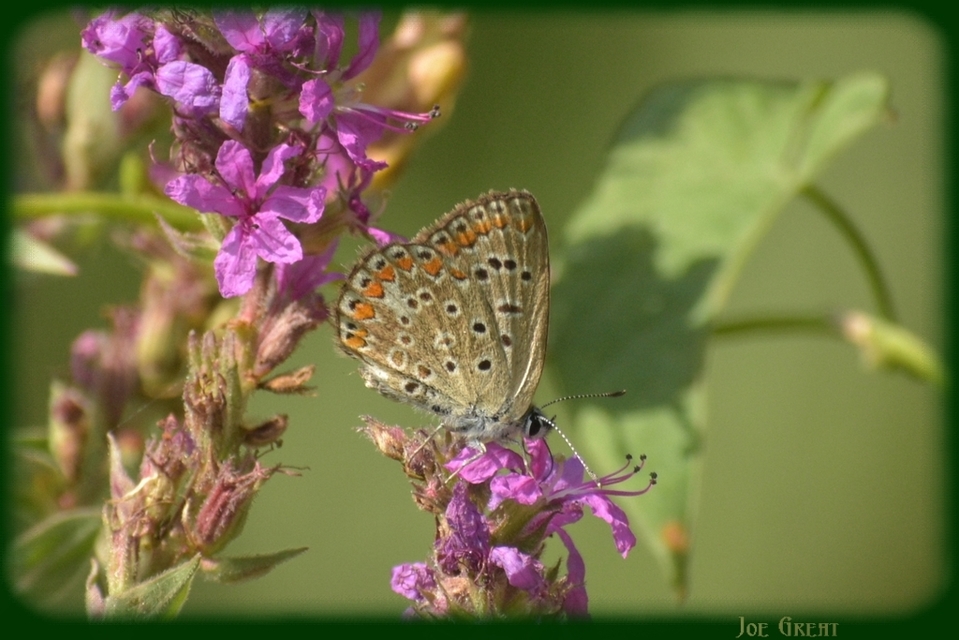 Polyommatus icarus - közönséges boglárka