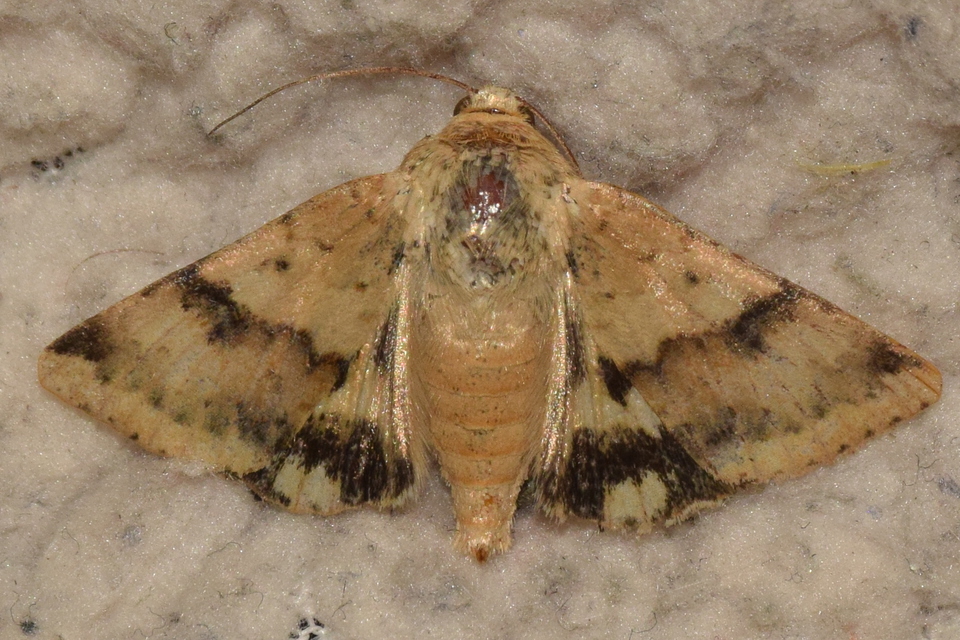 Heliothis viriplaca - mácsonyabagoly